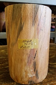 Norfolk Island Pine