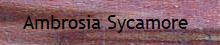 Ambrosia Sycamore