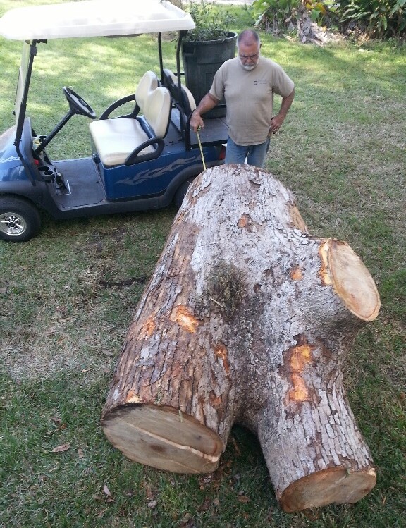 Camphor wood