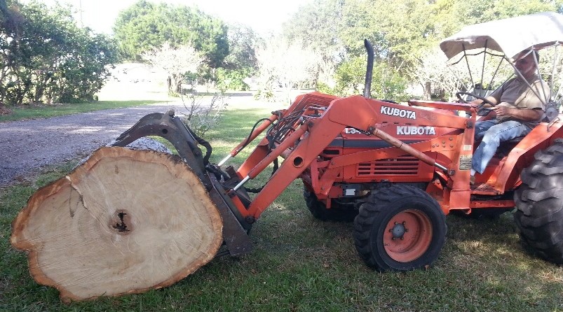 Camphor wood