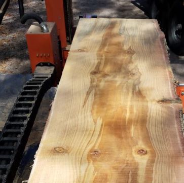 Norfolk Island Pine