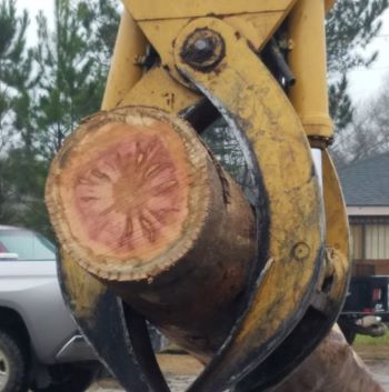 Ambrosia Sycamore