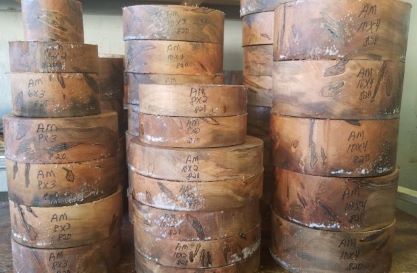 ambrosia maple