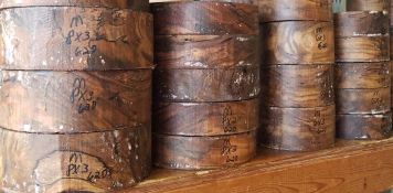 spalted maple spalted maple